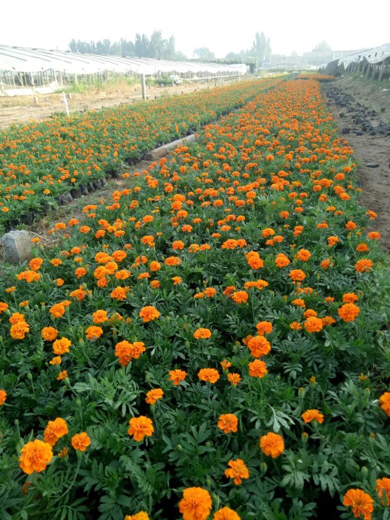 孔雀草大杯小杯基地直供量大从优