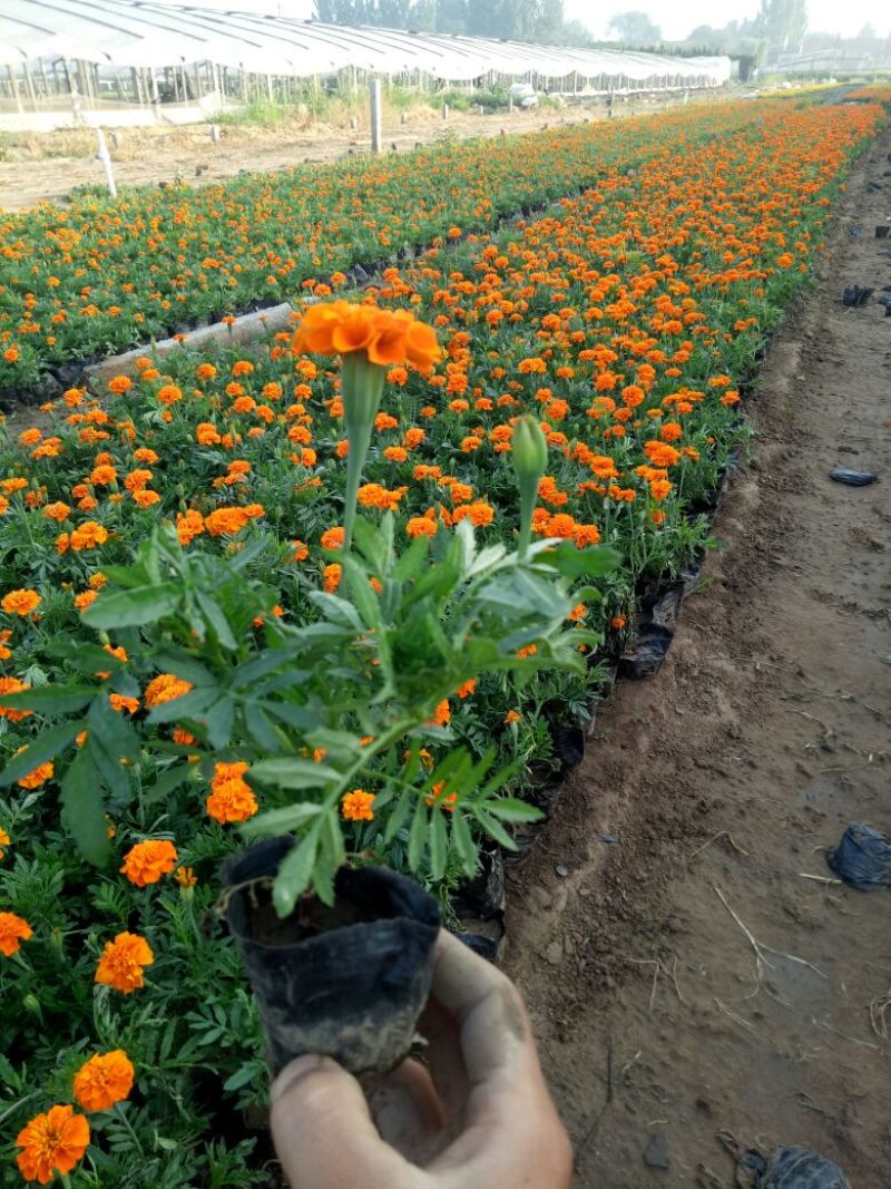 孔雀草大杯小杯基地直供量大从优