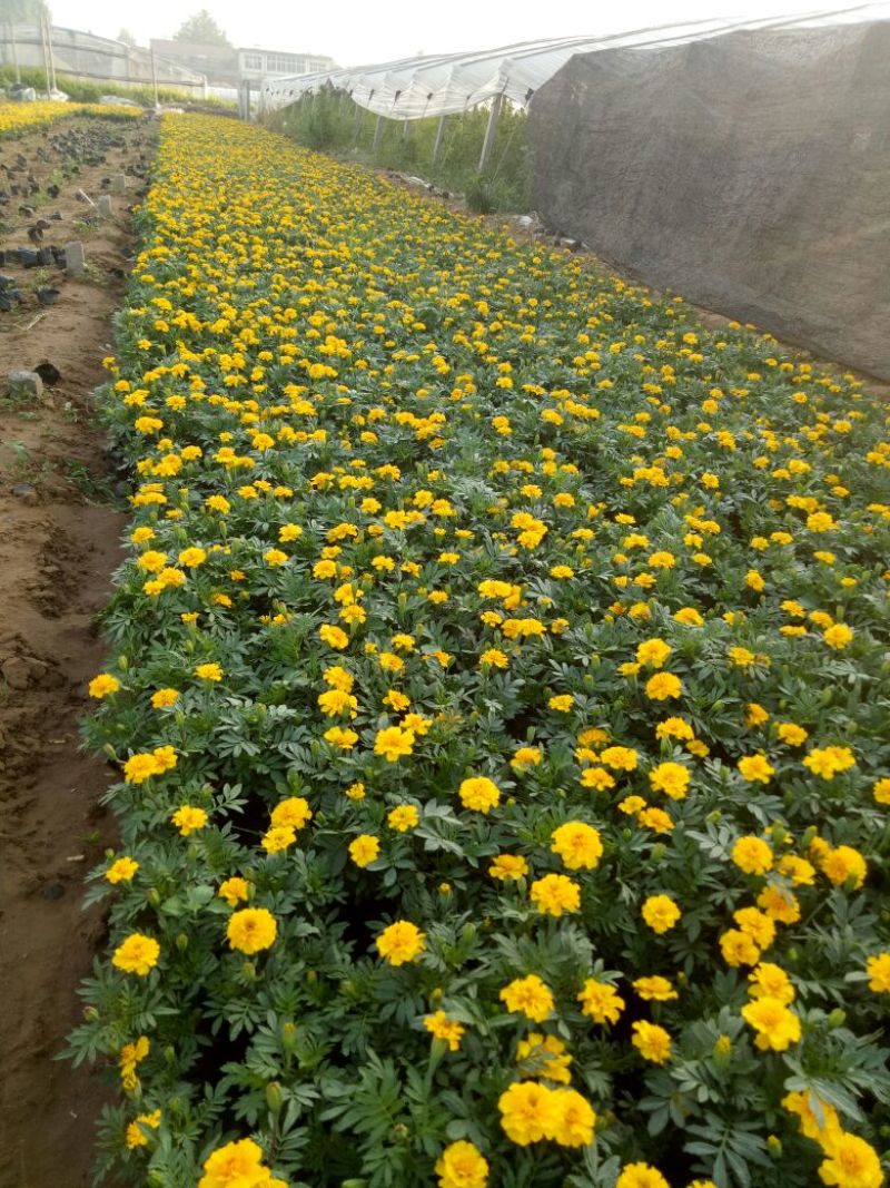 孔雀草大杯小杯基地直供量大从优