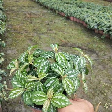 双色杯冷水花量大，超大笼口。
