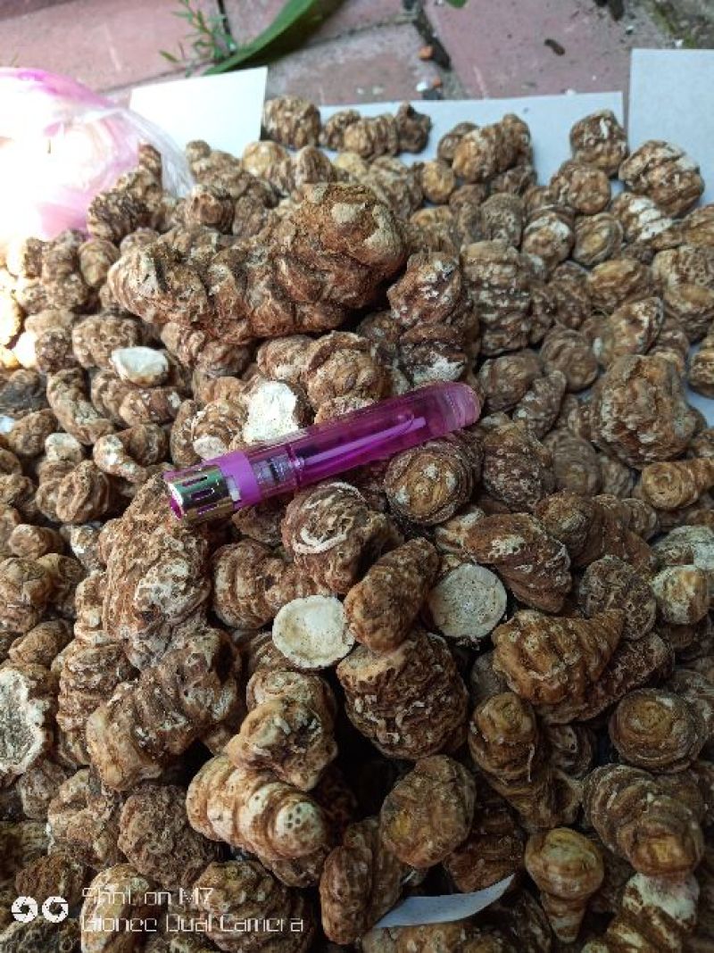 东北重楼，高丽瓜，也是头顶一颗珠，白花延灵草。