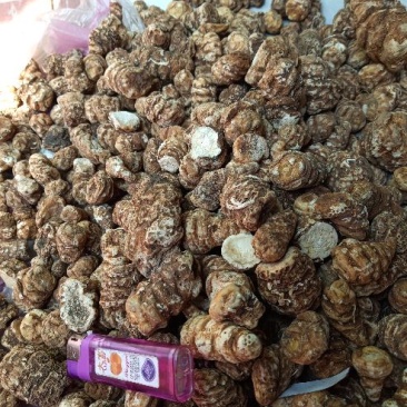 东北重楼，高丽瓜，也是头顶一颗珠，白花延灵草。