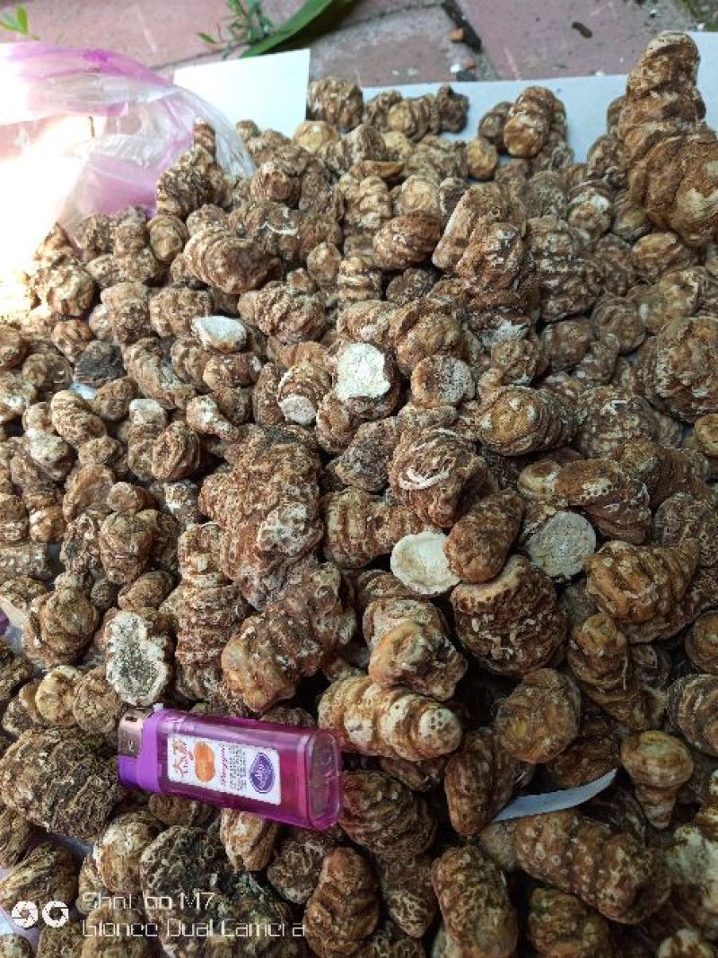 东北重楼，高丽瓜，也是头顶一颗珠，白花延灵草。