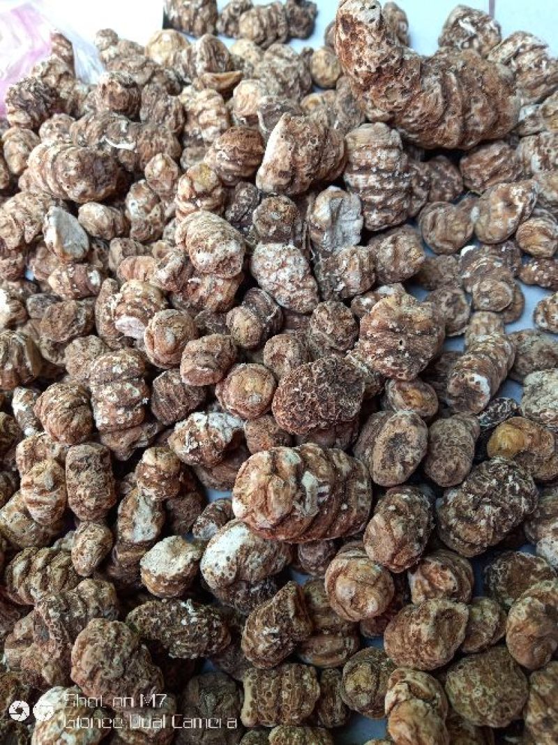 东北重楼，高丽瓜，也是头顶一颗珠，白花延灵草。