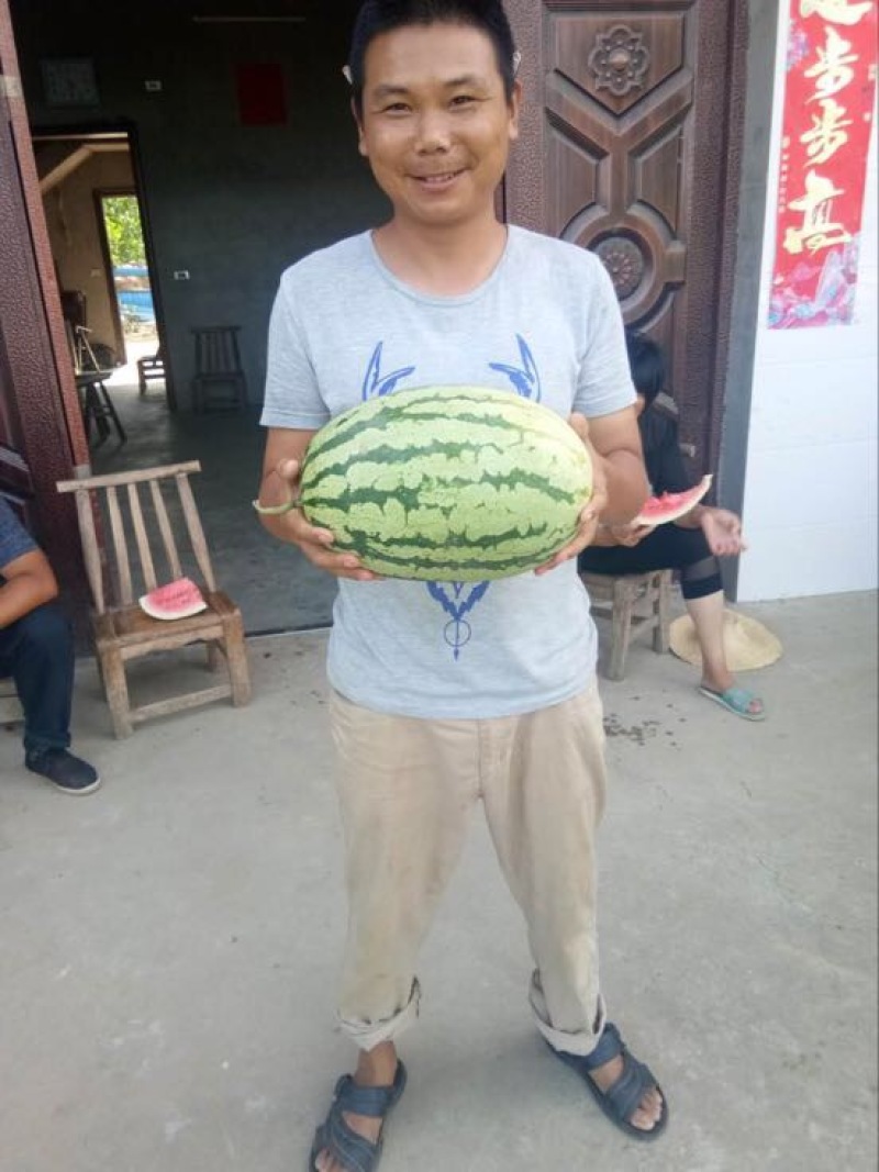 ❤️❤️西农八号！❤️❤️