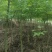 枫香米径3公分，枫香基地直销，支持线上保障交易