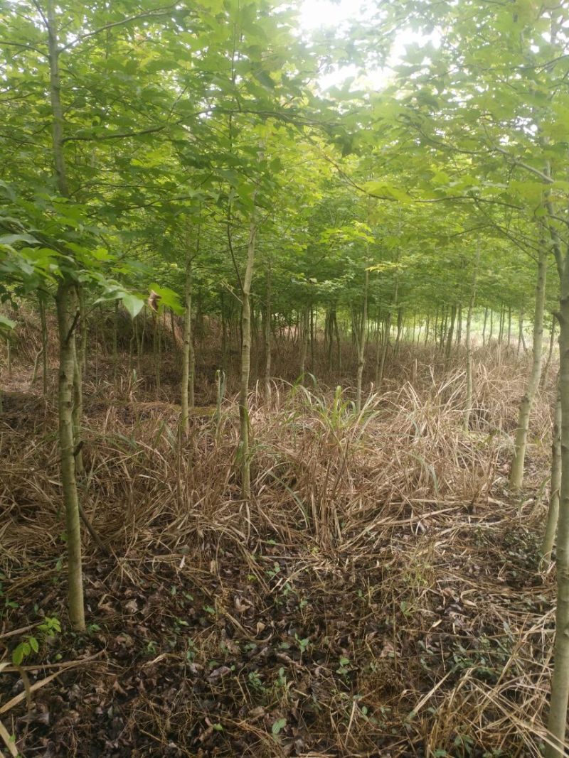 枫香米径3公分，枫香基地直销，支持线上保障交易
