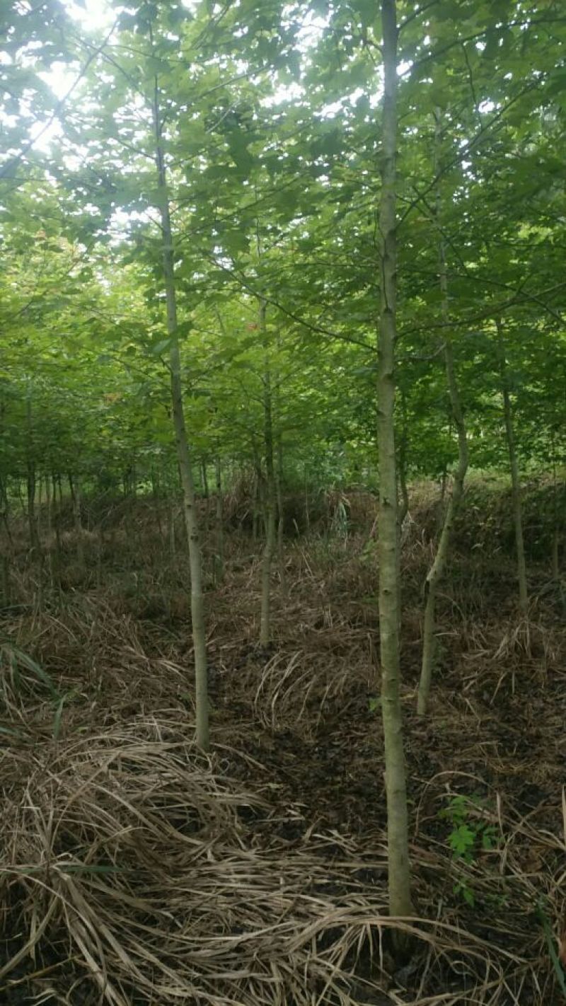 枫香米径3公分，枫香基地直销，支持线上保障交易