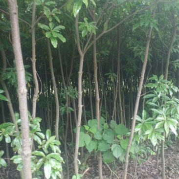 木荷米径2-26公分