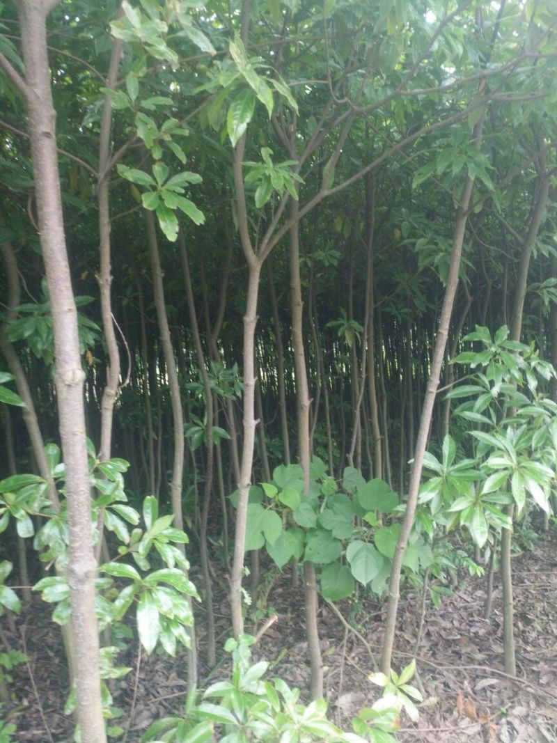 木荷米径2-26公分