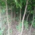 木荷米径2-26公分