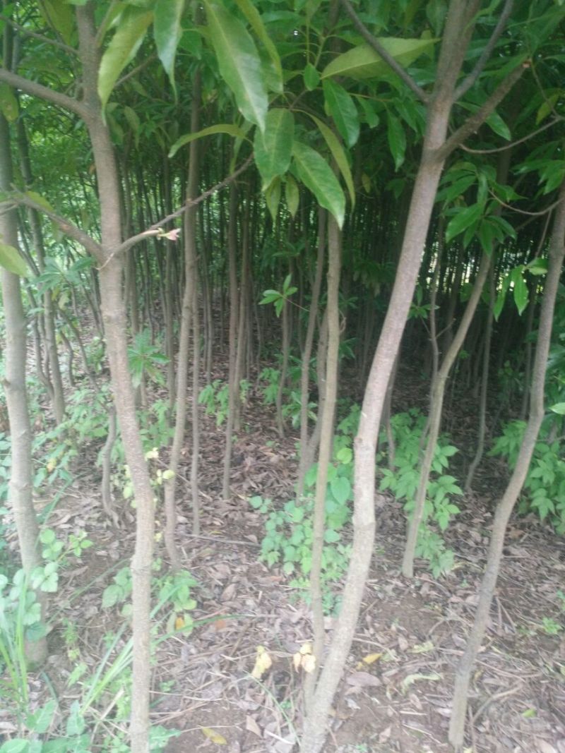 木荷米径2-26公分
