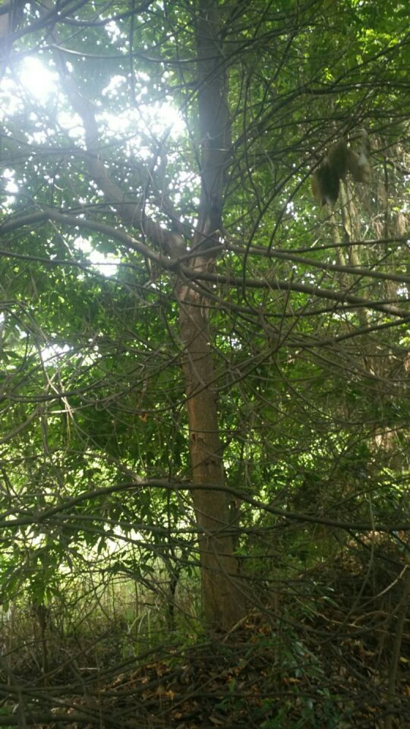 木荷米径2-26公分