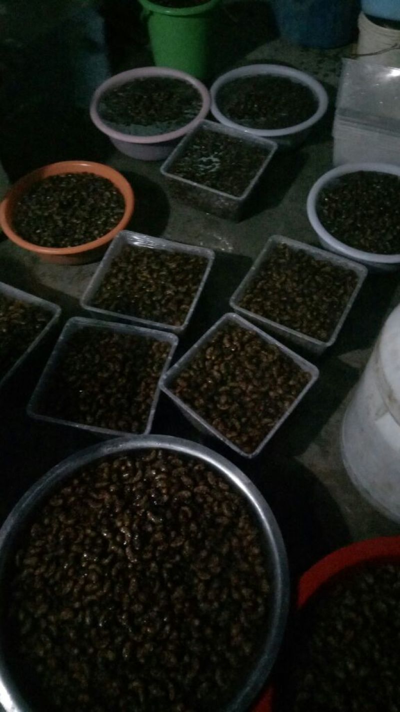 大量供应鲜活金蝉，有意者连息