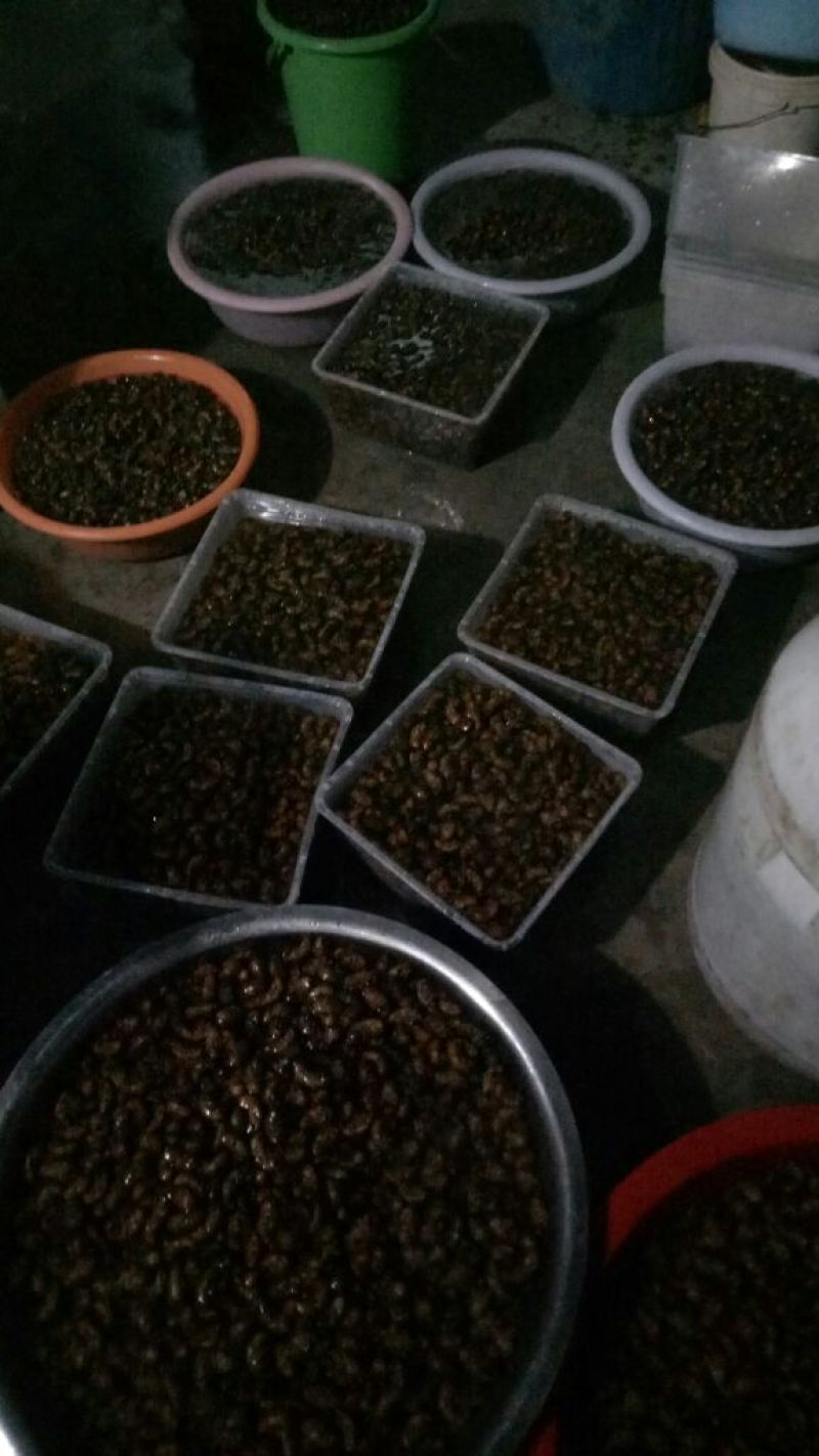 大量供应鲜活金蝉，有意者连息