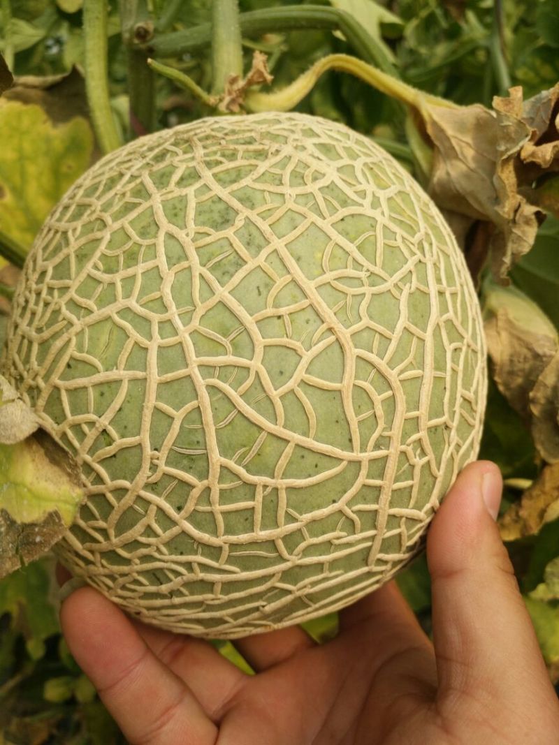 绿瓤，软肉蜜瓜