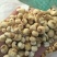 新疆伊贝母