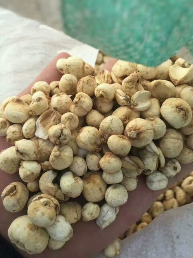 新疆伊贝母