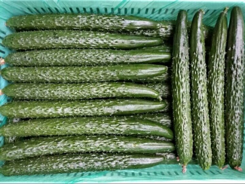 精品蜜刺黄瓜大量上市、顶花带刺，保质保量，欢迎采购