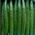 精品蜜刺黄瓜大量上市、顶花带刺，保质保量，欢迎采购