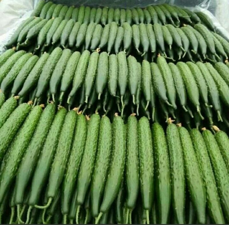 精品蜜刺黄瓜大量上市、顶花带刺，保质保量，欢迎采购