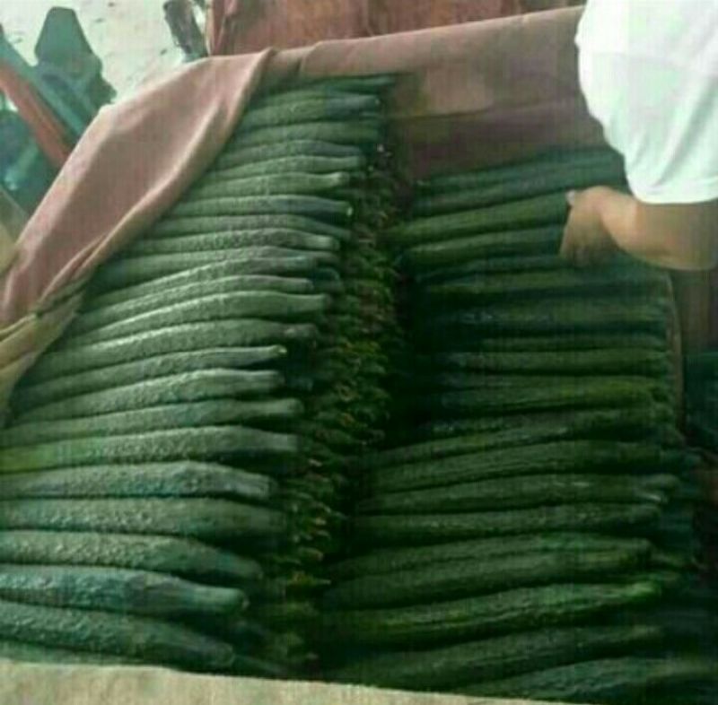 精品蜜刺黄瓜大量上市、顶花带刺，保质保量，欢迎采购