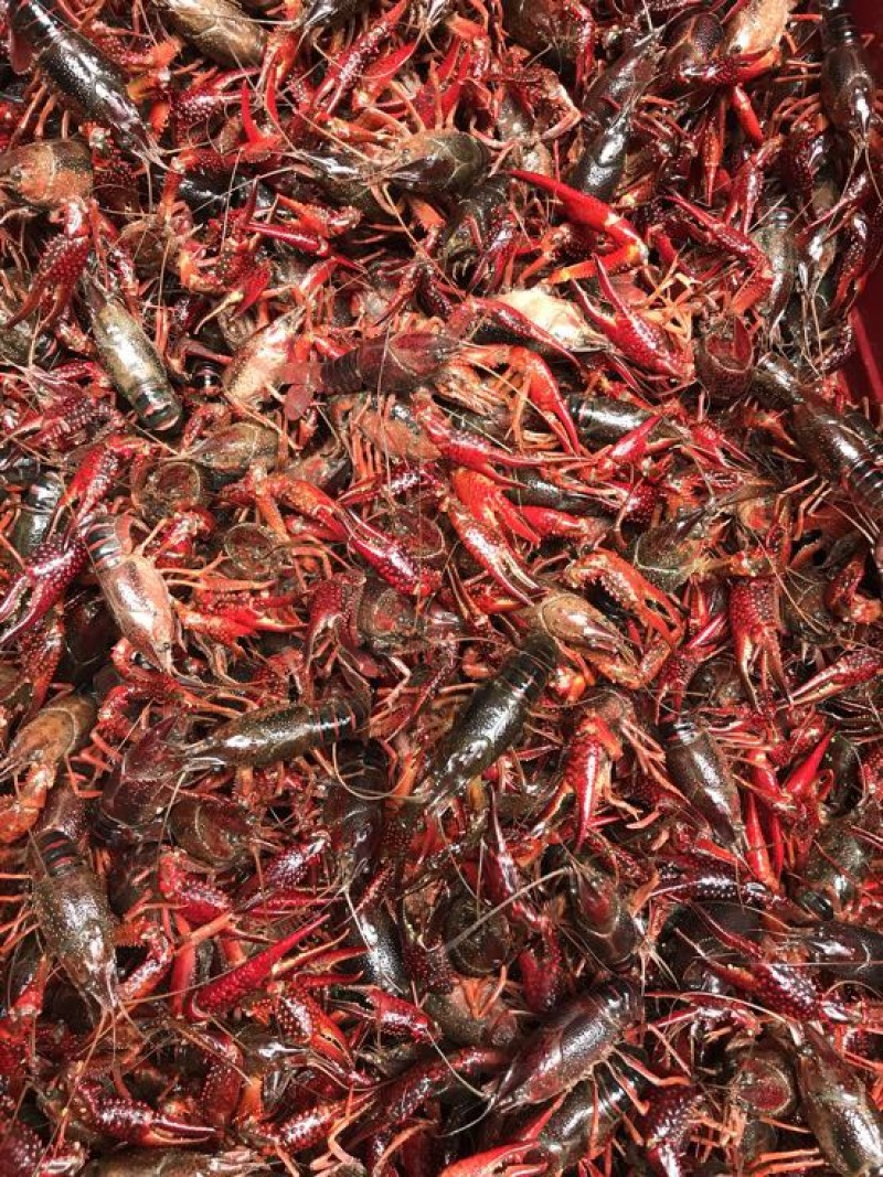 小龙虾小龙虾主养5-7钱（25-35克）活虾