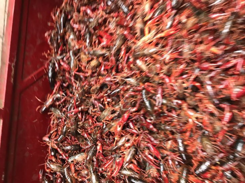 小龙虾小龙虾主养5-7钱（25-35克）活虾