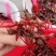 小龙虾小龙虾主养5-7钱（25-35克）活虾