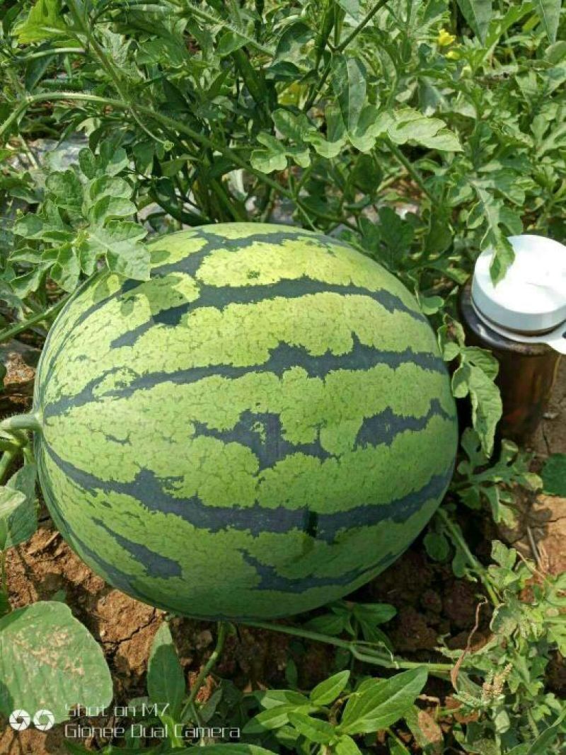 花瓜甜王万亩