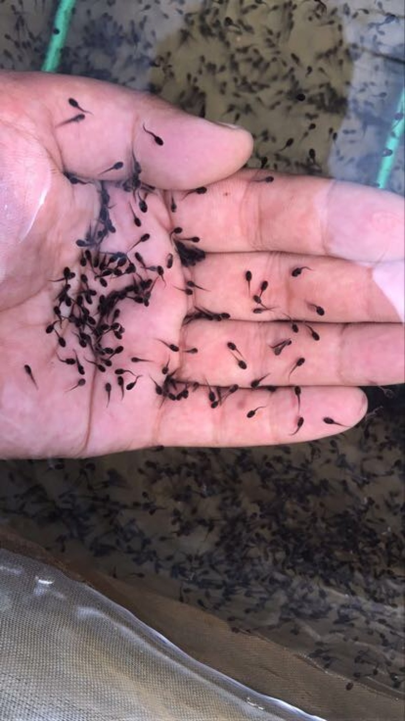 非洲牛蛙商品牛蛙