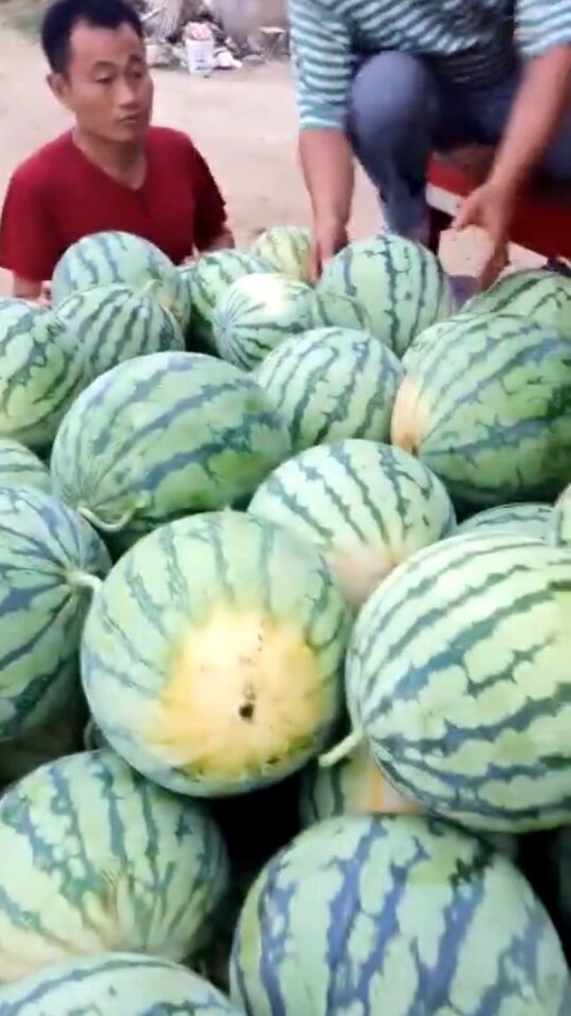 8424漏天地，大棚瓜，