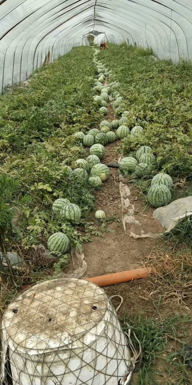 8424漏天地，大棚瓜，