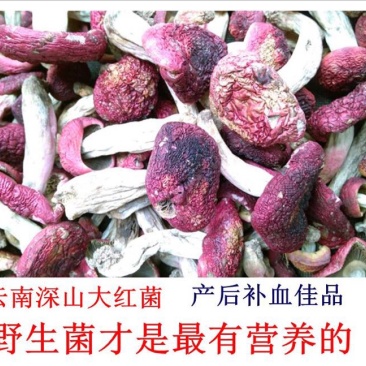 红菇0.1%1%二级8~10cm