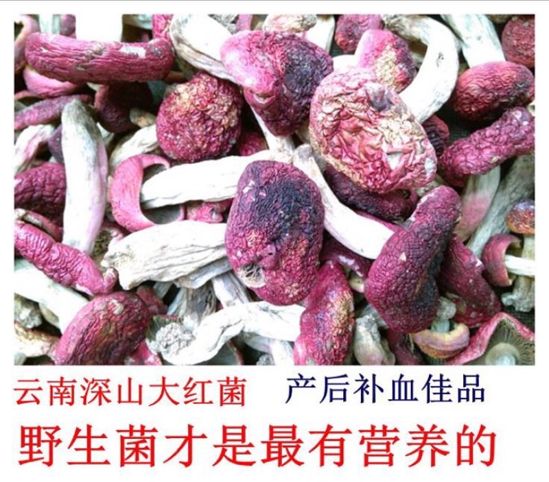 红菇0.1%1%二级8~10cm