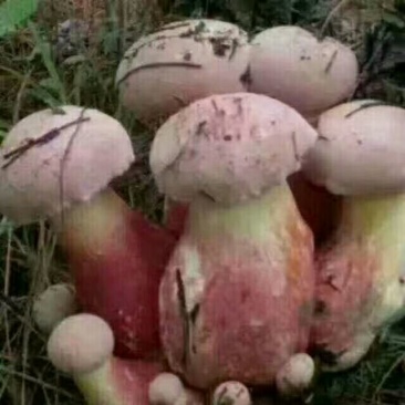 红葱【野生食用菌蘑菇】野生蘑菇