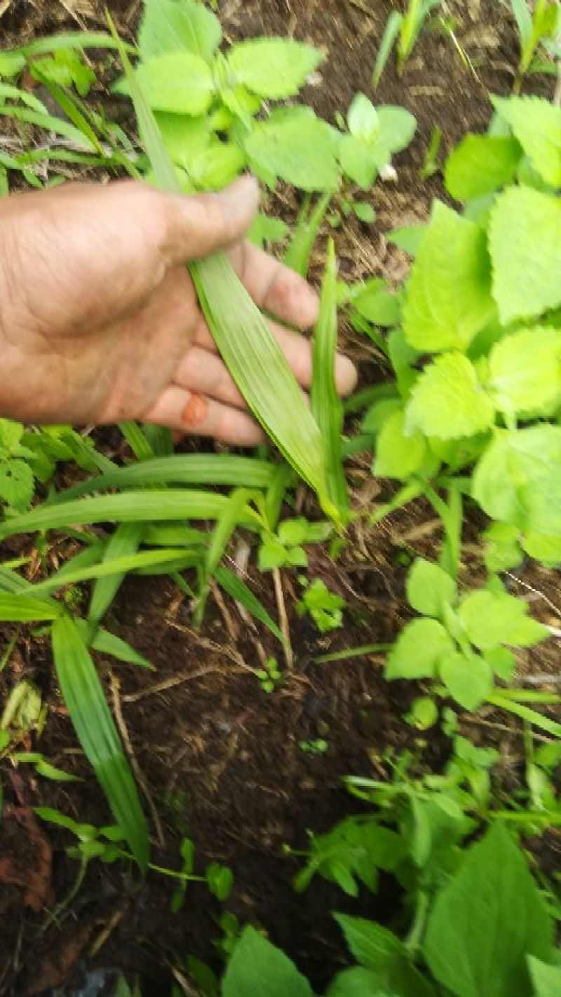 一首货源土白芨大量供应