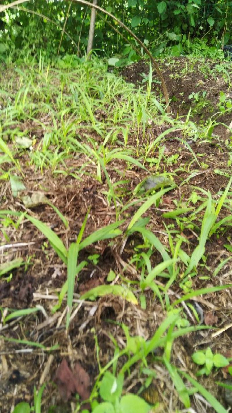 一首货源土白芨大量供应