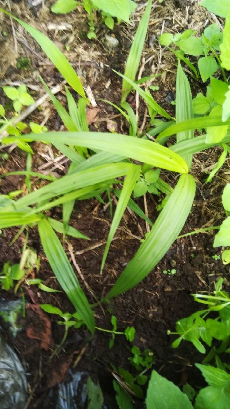 一首货源土白芨大量供应