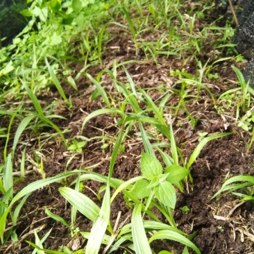 一首货源土白芨大量供应