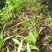 一首货源土白芨大量供应