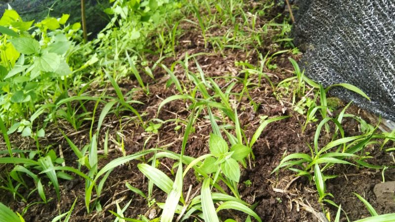 一首货源土白芨大量供应