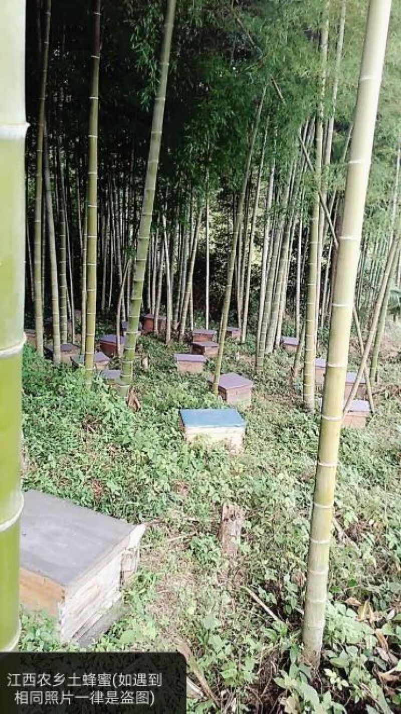 农村大山区天然土蜂蜜