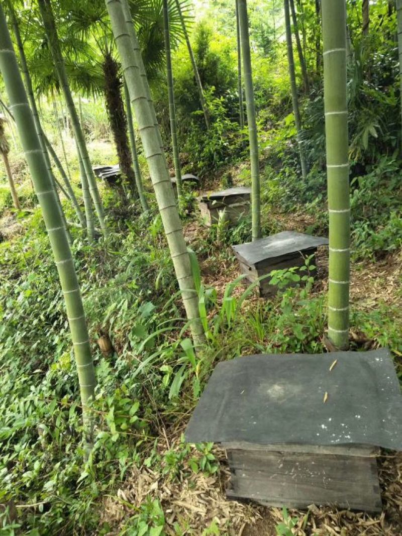 农村大山区天然土蜂蜜
