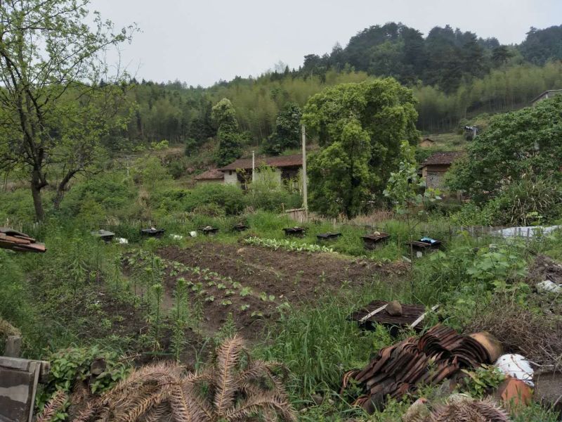 农村大山区天然土蜂蜜