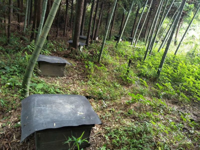 农村大山区天然土蜂蜜