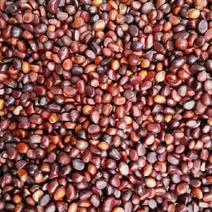 赤芍籽，赤芍苗，一手货源，质量有保证，纯新种子，