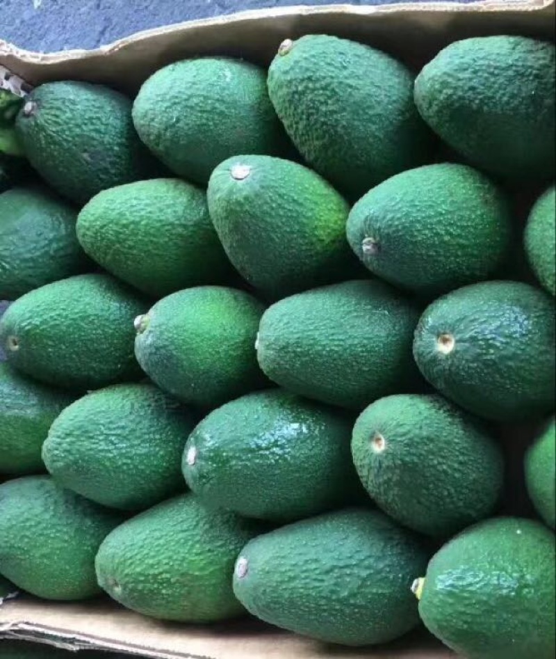 牛油果墨西哥6个装单200g-240g