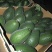 牛油果墨西哥6个装单200g-240g