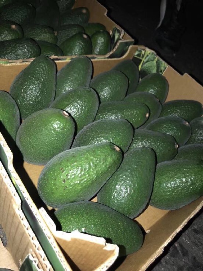 牛油果墨西哥6个装单200g-240g